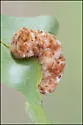 Hickory Aggregate Gall Midge