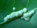 Hickory Aggregate Gall Midge - photo 2