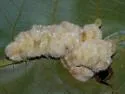 Hickory Aggregate Gall Midge - photo 3