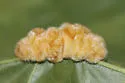 Hickory Aggregate Gall Midge - photo 4