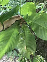 Hickory Aggregate Gall Midge - photo 5
