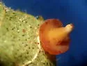 Hickory Sombrero Gall Midge