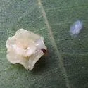 Hickory Sombrero Gall Midge - photo 2