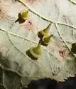 Hickory Sombrero Gall Midge - photo 3