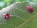 Hickory Starburst Gall Midge