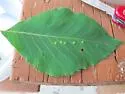 Caryomyia biretta - photo 4