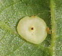 Caryomyia biretta - photo 5