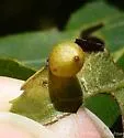 Hickory Sticky Globe Gall Midge
