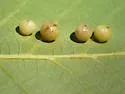 Hickory Sticky Globe Gall Midge - photo 2