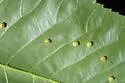 Hickory Sticky Globe Gall Midge - photo 3