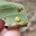 Hickory Sticky Globe Gall Midge - photo 4