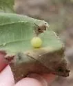 Hickory Sticky Globe Gall Midge - photo 5