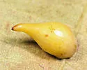 Hickory Onion Gall Midge