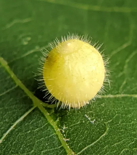 Hickory Fuzzy Ginger Jar Gall Midge
