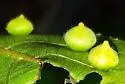 Caryomyia conoidea