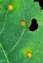 Caryomyia conoidea - photo 2