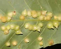 Caryomyia conoidea - photo 3