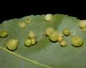 Caryomyia conoidea - photo 4