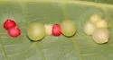 Caryomyia conoidea - photo 5