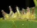 Hickory Pumpkin Gall Midge