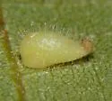 Caryomyia eumaris - Caryomyia eumaris
