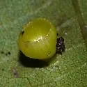 Hickory Puff Tart Gall Midge - photo 2