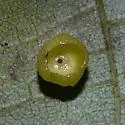 Hickory Puff Tart Gall Midge - photo 3