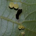 Hickory Puff Tart Gall Midge - photo 4