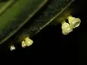 Hickory Puff Tart Gall Midge - photo 5