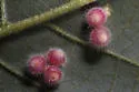 Caryomyia hirtidolium