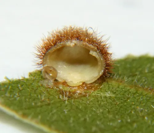 Hickory Woody Globe Gall Midge - Caryomyia hirtiglobus