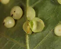 Caryomyia inflata - photo 2