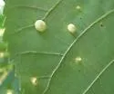Hickory Popover Gall Midge - photo 2