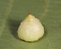 Hickory Popover Gall Midge - photo 3