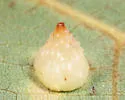 Hickory Popover Gall Midge - photo 4