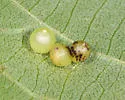 Caryomyia leviglobus - photo 2
