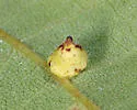 Caryomyia marginata - Caryomyia marginata
