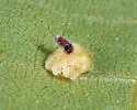 Caryomyia marginata - photo 2