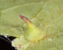 Caryomyia marginata - photo 3