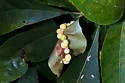 Hickory Peach-haired Gall Midge - photo 2