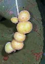 Hickory Peach-haired Gall Midge - photo 3