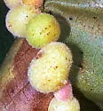 Hickory Peach-haired Gall Midge - photo 4