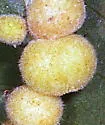 Hickory Peach-haired Gall Midge - photo 5