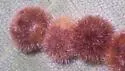Hickory Purple Gumdrop Gall Midge - photo 2
