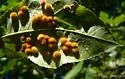 Hickory Purple Gumdrop Gall Midge - photo 3