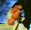 Hickory Purple Gumdrop Gall Midge - photo 4
