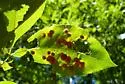 Hickory Purple Gumdrop Gall Midge - photo 5
