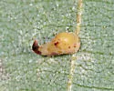 Caryomyia recurvata