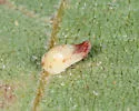Caryomyia recurvata - photo 2