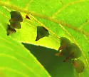 Hickory Smooth Gumdrop Gall Midge